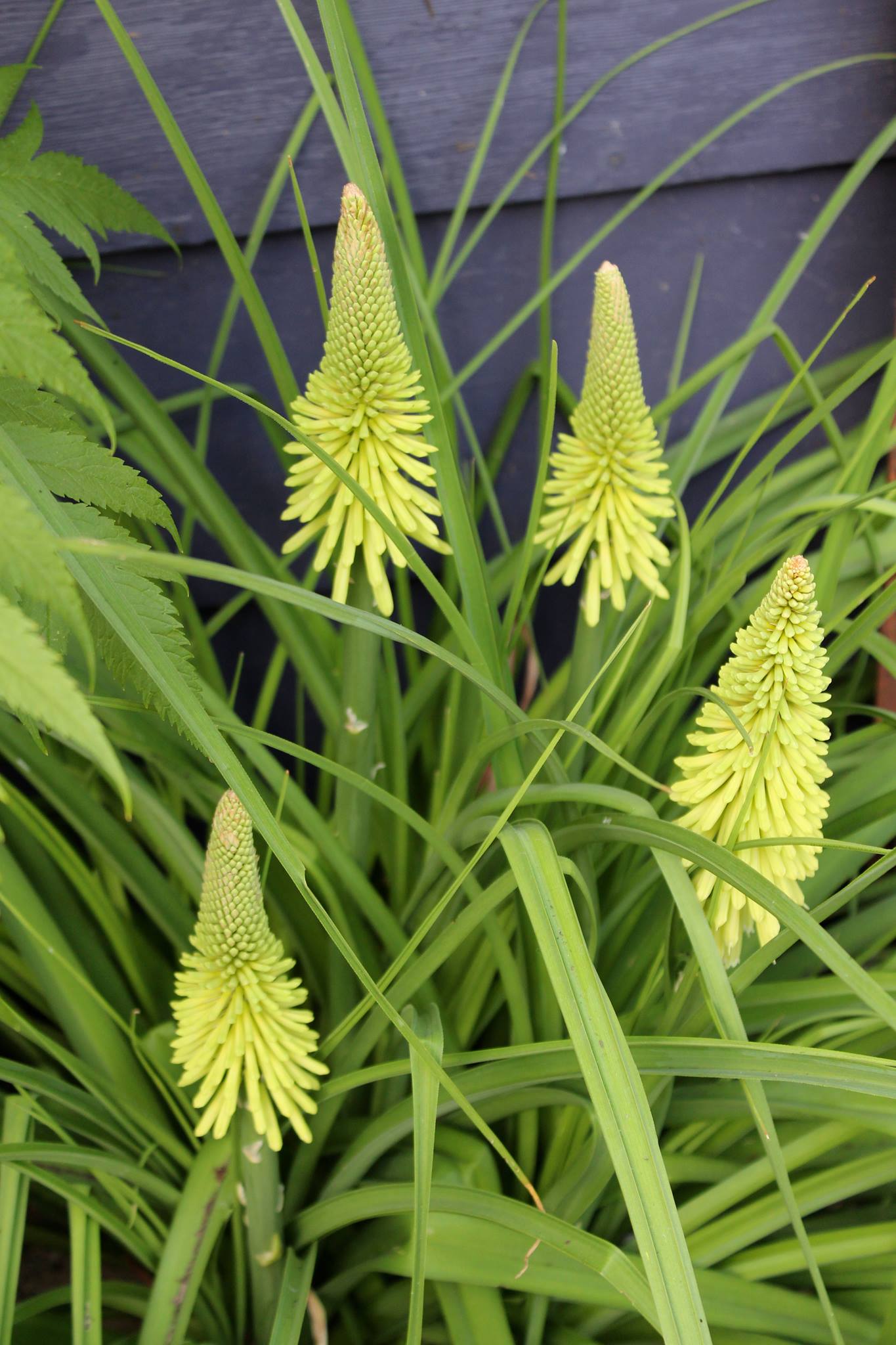 Photo 53587 Kniphofia 'Percy's Pride' plant lust